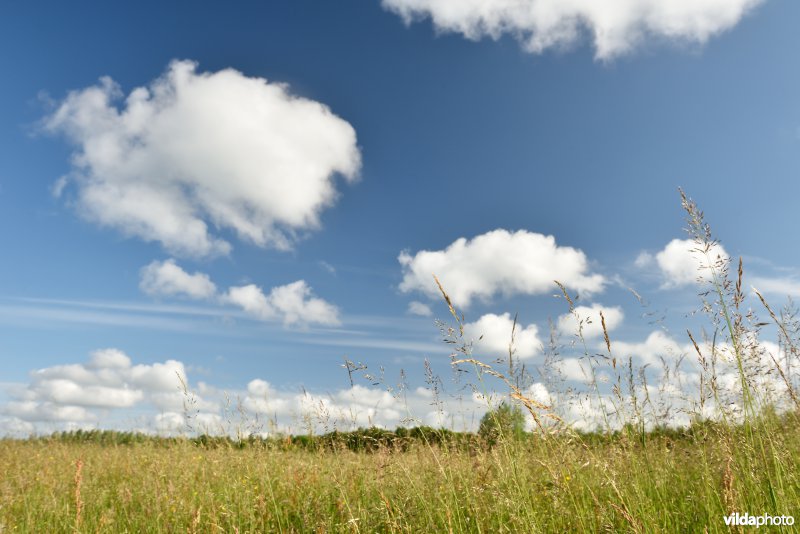 Vloeiweiden