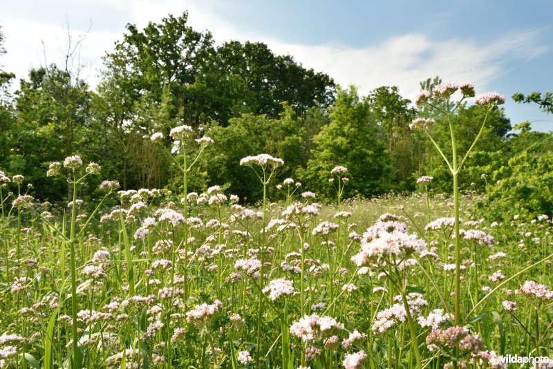 Beelaertmeersen