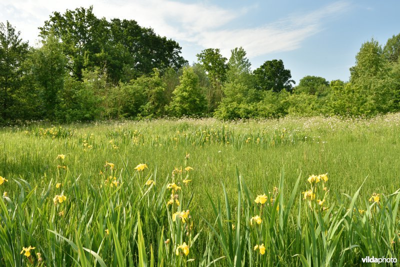 Beelaertmeersen