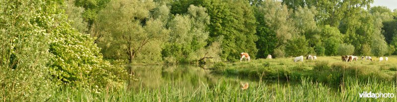 Natuurreservaat Bourgoyen