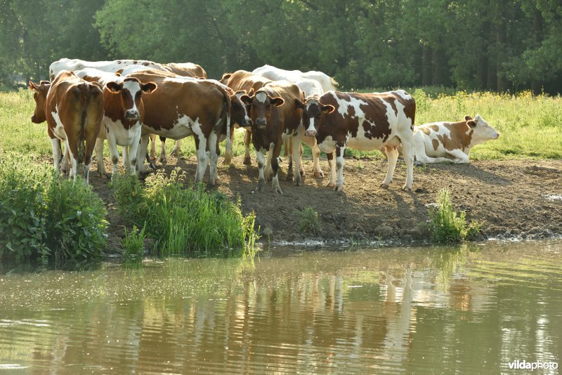 Natuurreservaat Bourgoyen