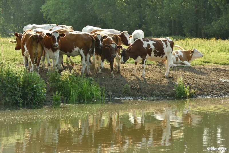 Natuurreservaat Bourgoyen