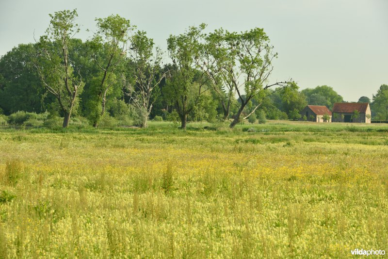 Natuurreservaat Bourgoyen