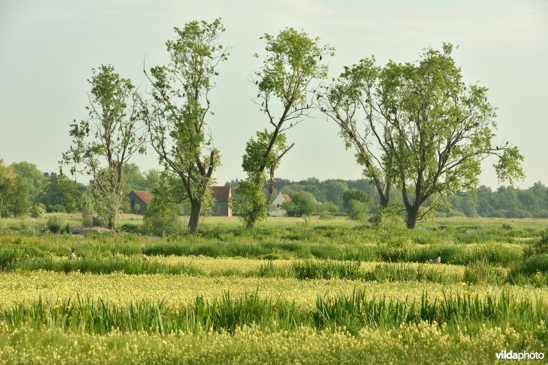 Natuurreservaat Bourgoyen