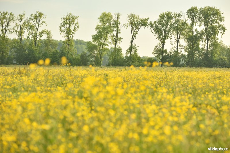 Natuurreservaat Bourgoyen