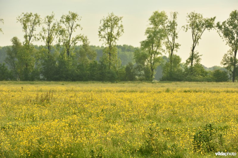 Natuurreservaat Bourgoyen