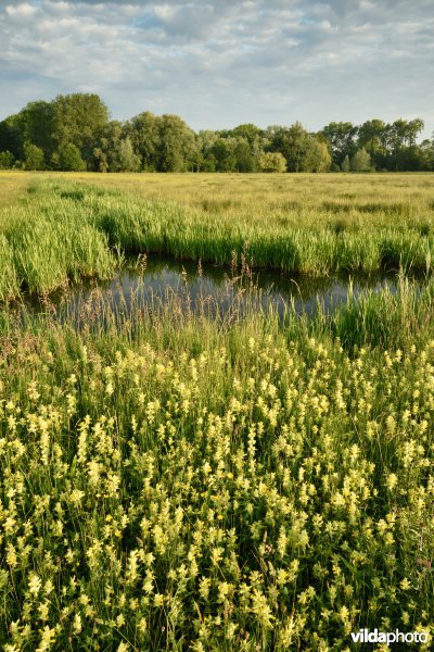 Natuurreservaat Bourgoyen