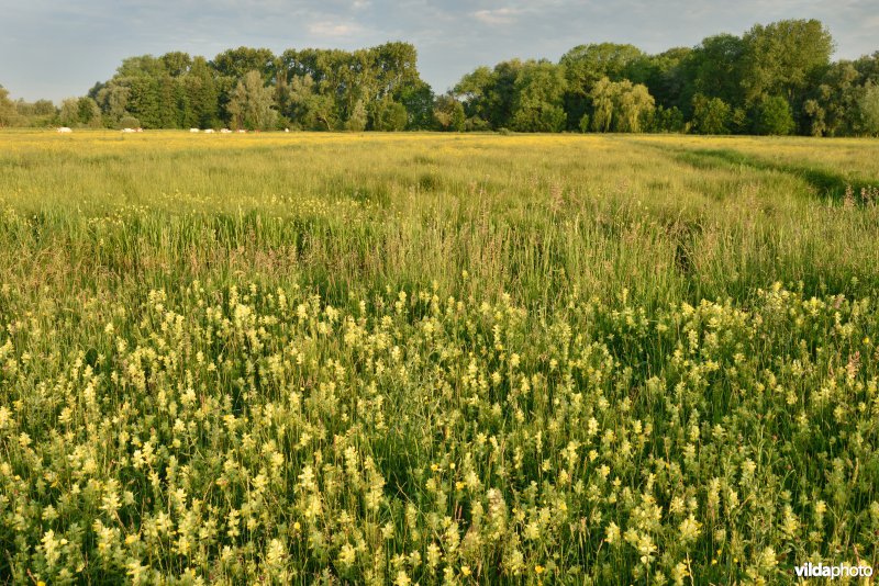 Natuurreservaat Bourgoyen