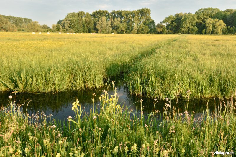 Natuurreservaat Bourgoyen