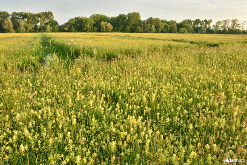 Natuurreservaat Bourgoyen