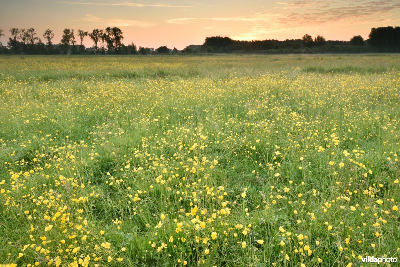 Natuurreservaat Bourgoyen