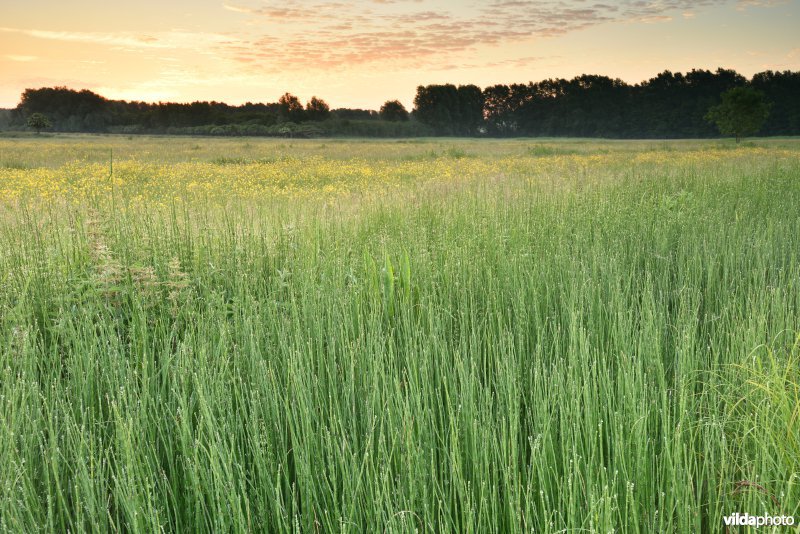 Natuurreservaat Bourgoyen