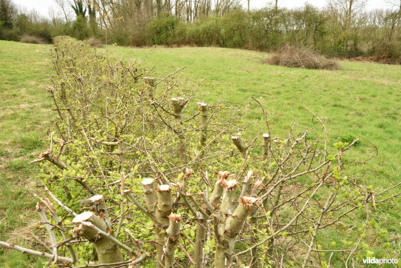 Parkbos-Uilenbroek