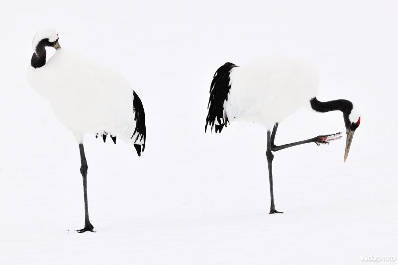 Japanse kraanvogel