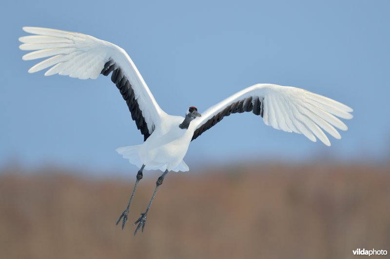 Japanse kraanvogel