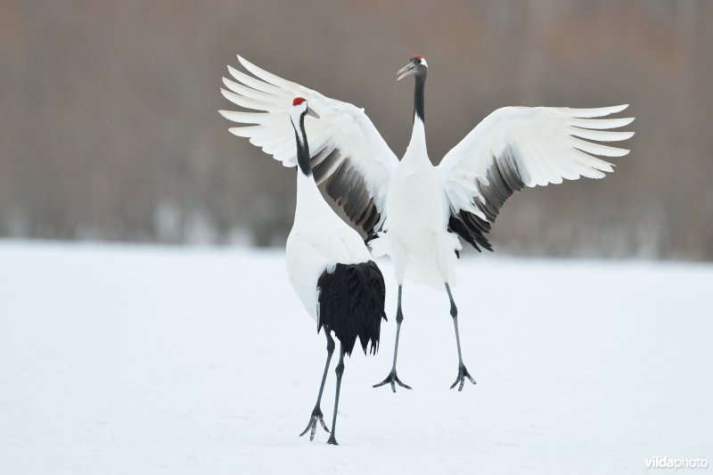 Japanse kraanvogel