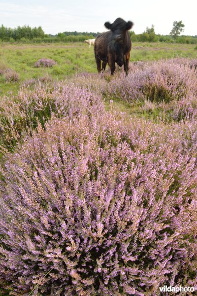 Natuurreservaat De Liereman