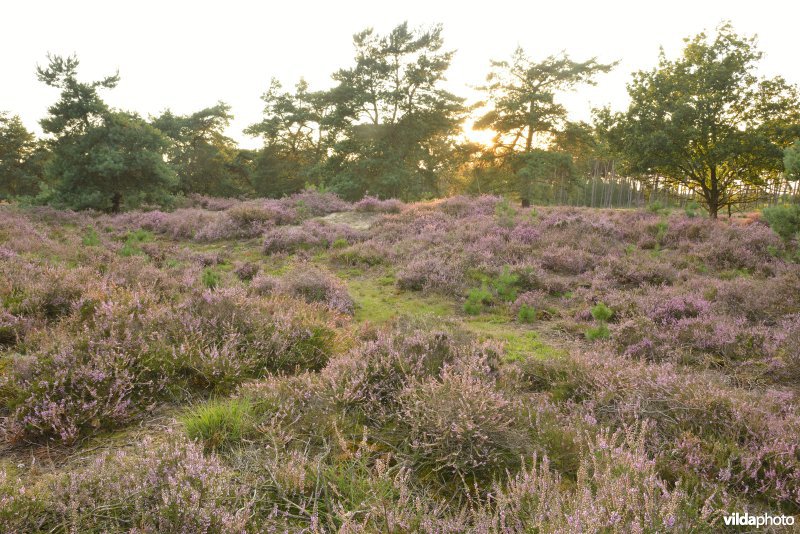 Natuurreservaat De Liereman