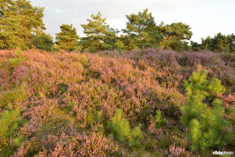 Natuurreservaat De Liereman