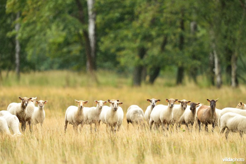 Natuurgebied Turnhouts vennengebied