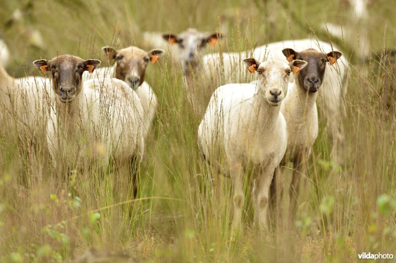 Natuurgebied Turnhouts vennengebied