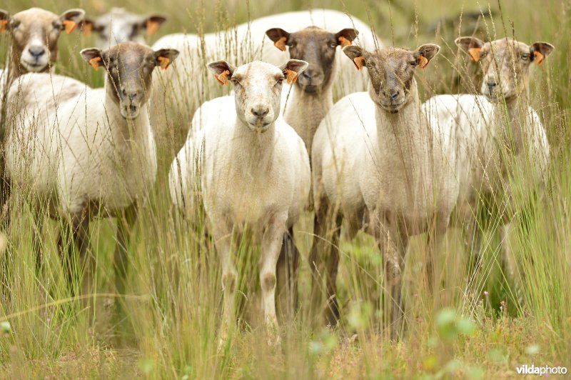 Natuurgebied Turnhouts vennengebied