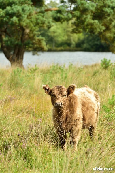 Galloway aan het Zwart water ven