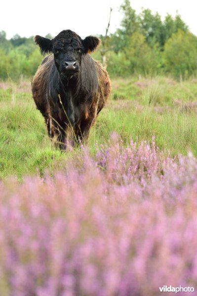 Natuurreservaat De Liereman