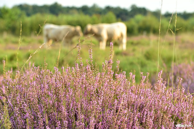 Natuurreservaat De Liereman