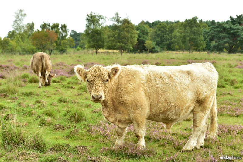 Natuurreservaat De Liereman