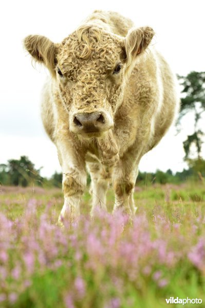 Natuurreservaat De Liereman