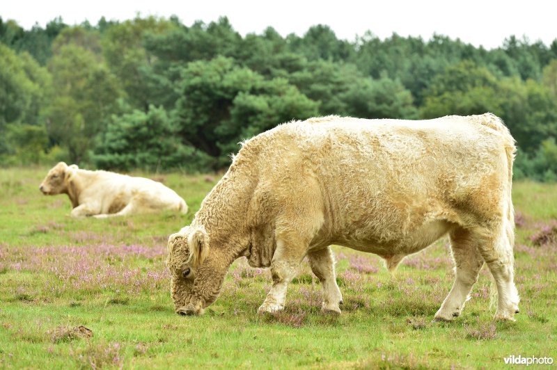 Natuurreservaat De Liereman