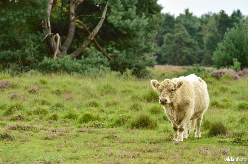 Natuurreservaat De Liereman