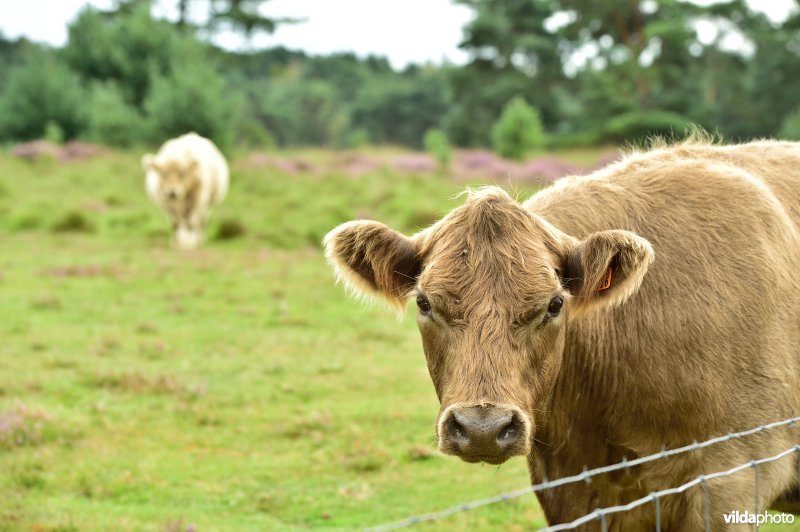 Natuurreservaat De Liereman