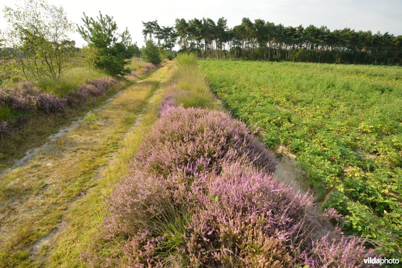 Natuurreservaat De Liereman