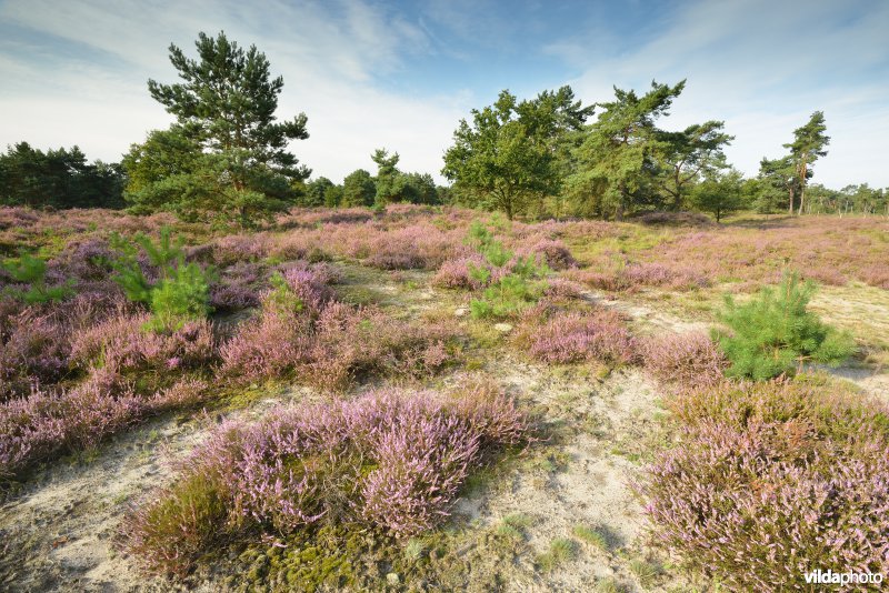 Natuurreservaat De Liereman