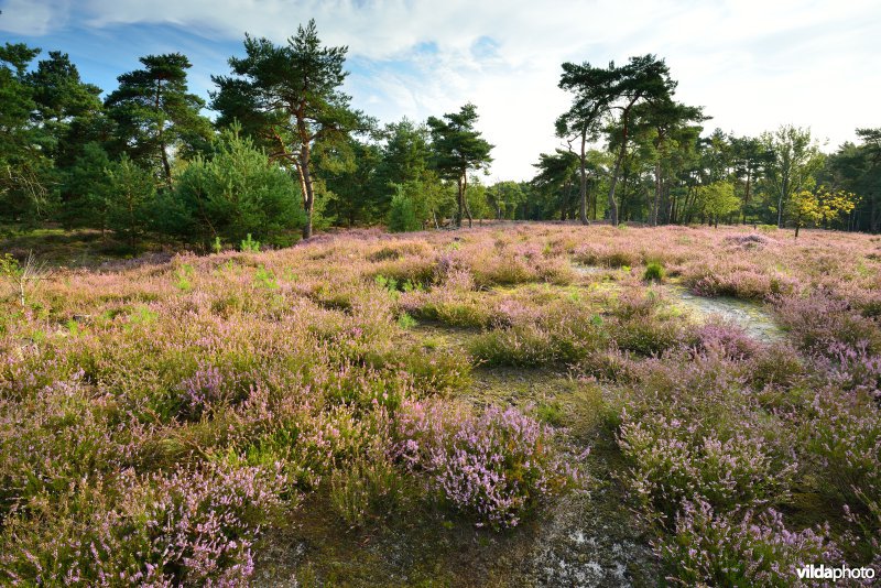 Natuurreservaat De Liereman