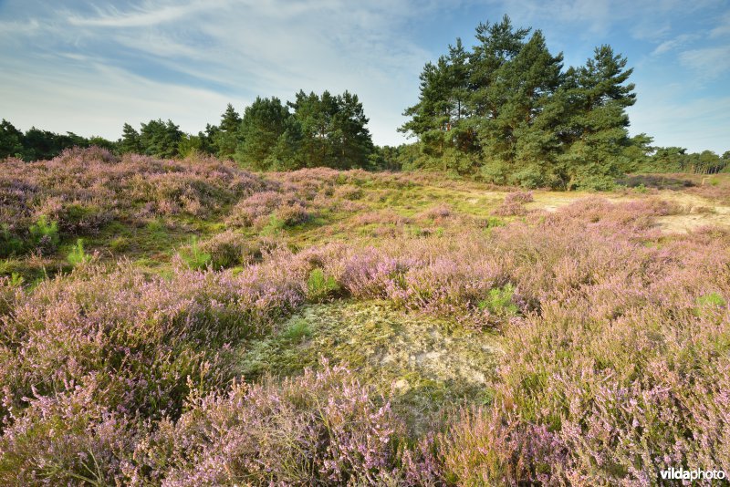 Natuurreservaat De Liereman