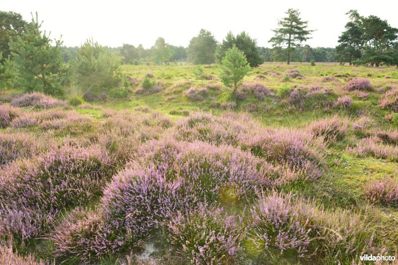 Natuurreservaat De Liereman