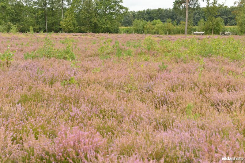 Natuurreservaat De Liereman