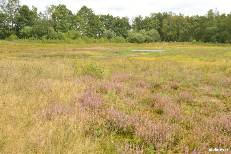 Natuurreservaat De Liereman