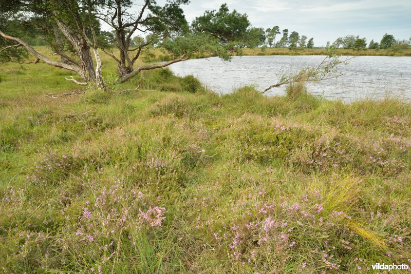 Zwart water ven