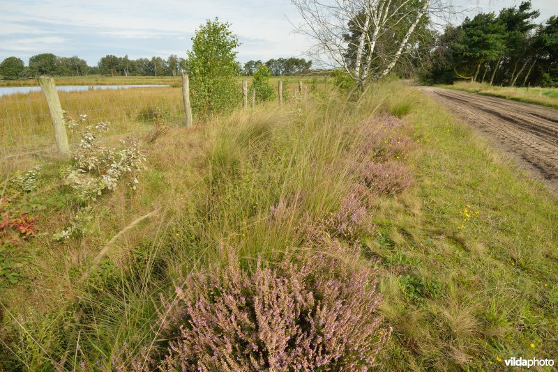 Natuurreservaat De Liereman