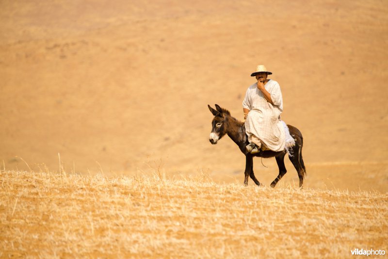 Man op een ezel in de woestijn 