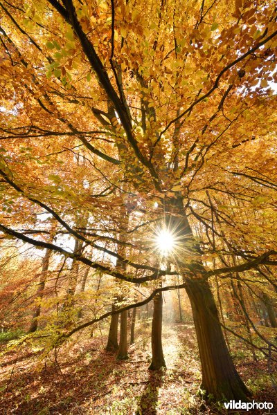 Vallei van de Hoyoux