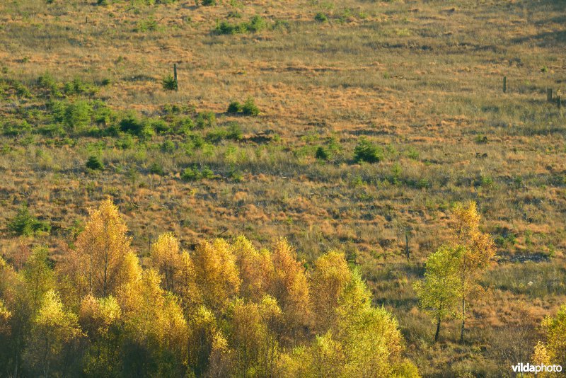 Plateau des Tailles