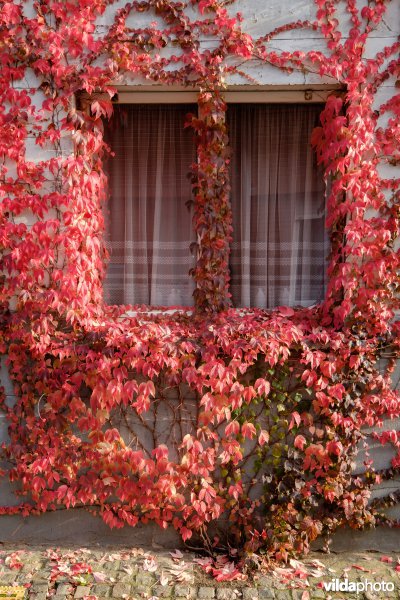 Wingerd in herfstkleur