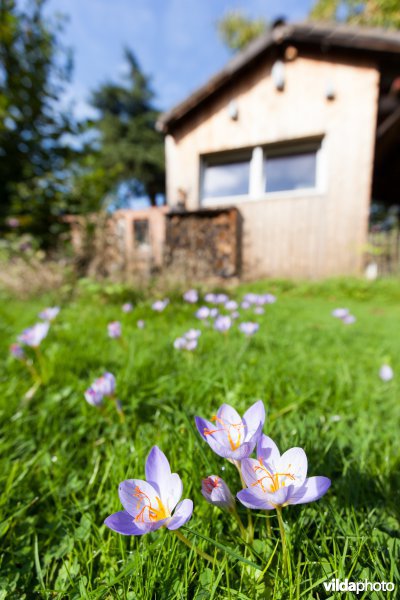 Herfstkrokussen