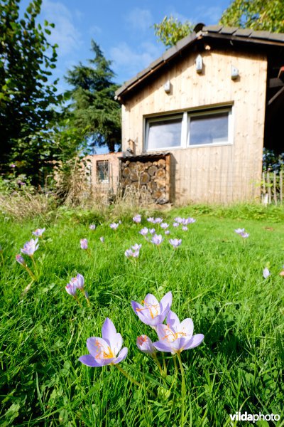 Herfstkrokussen