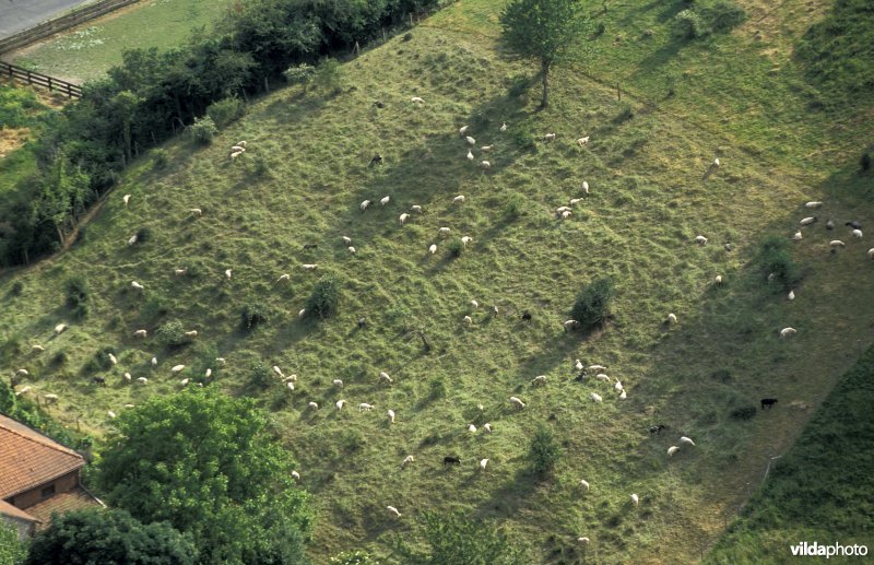 Luchtfoto van de geitjes op de Tiendenberg